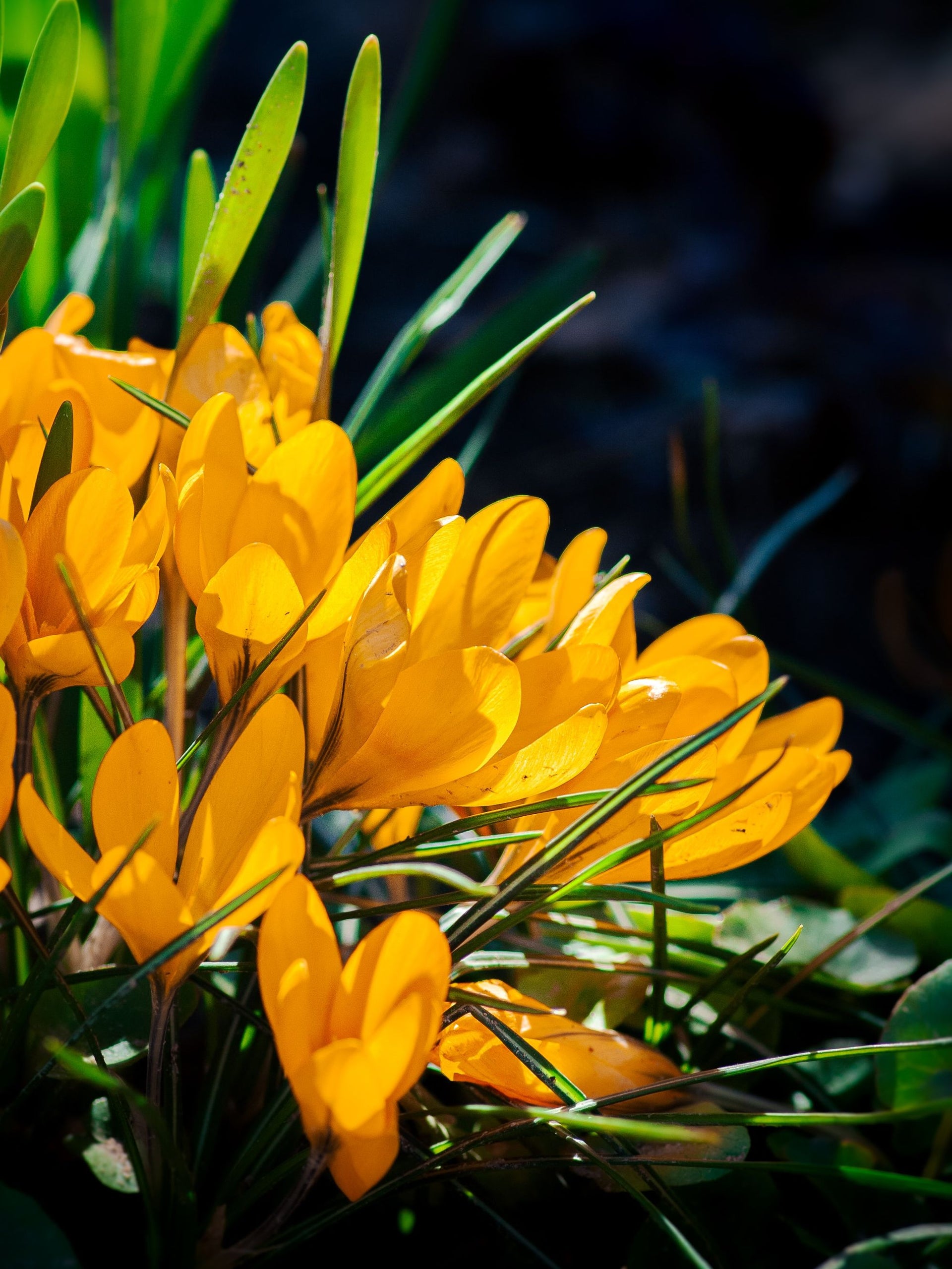 Improving Menstrual Pain and Skin Quality? The Miraculous Effects and Recommended Formula of Evening Primrose